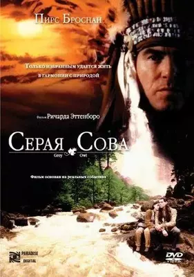 Серая сова 